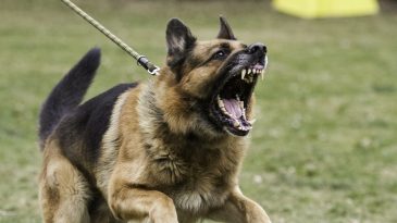 Брест — город агрессивных собак? В Сети бурно обсуждают нападение большого пса без поводка на женщину и ее собаку