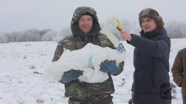 В Беловежской пуще спасли лебедя-кликуна, вмерзшего в лед