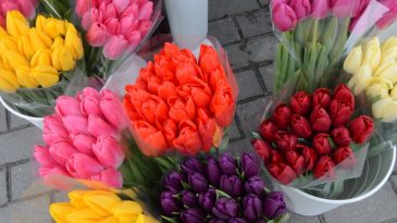 Мартовские реалии: цветы едут в Беларусь дольше, стоят дороже, вянут быстрее чем в предыдущие годы