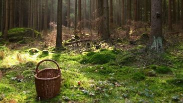 Теперь можно в лес за грибами. На всей территории Беларуси запрет на посещение лесов снят