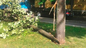 В Бресте 9 Мая во время грозы от порывов ветра падали деревья. Есть травмы и повреждения