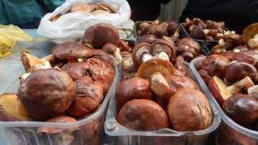 «Этот год не грибной», — говорят продавцы на рынке и с ностальгией вспоминают сезон-2017