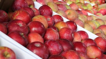 МАРТ пообещал, что в магазинах будет больше белорусских яблок