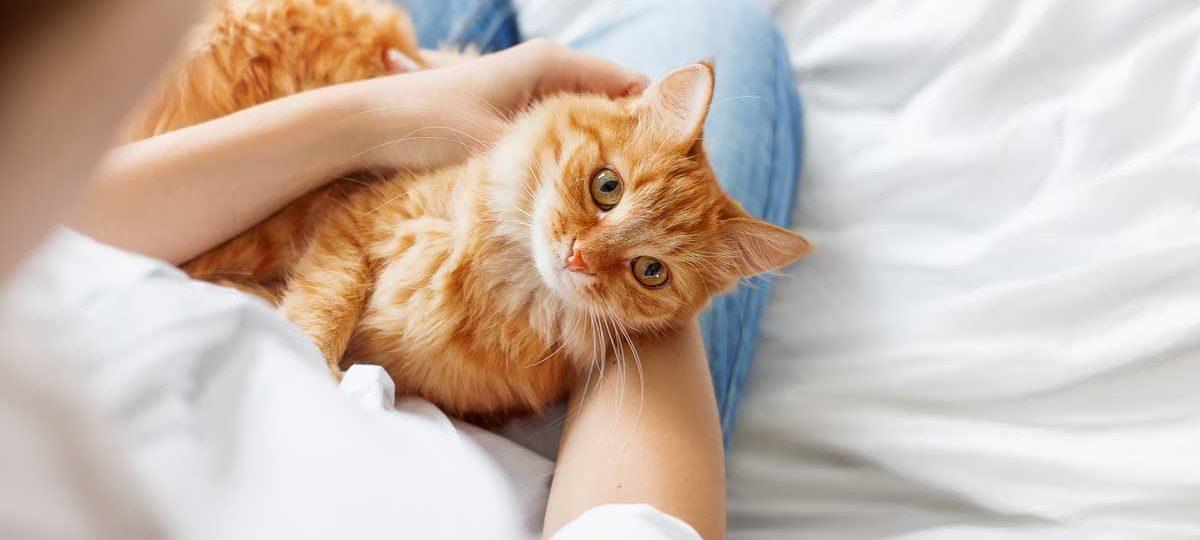 Ученые выяснили, почему кошки топчутся на теле хозяина передними лапами.  Стоит ли их за это ругать? — BGmedia. Последние новости Бреста, Беларуси  сегодня.