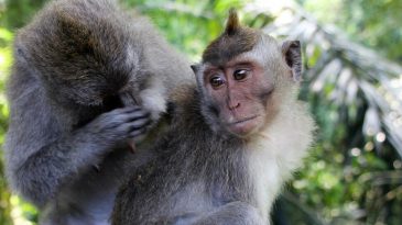 Оспу обезьян выявили уже в 15 странах. Рассказываем, что о ней известно и что думают о вспышке в ВОЗ