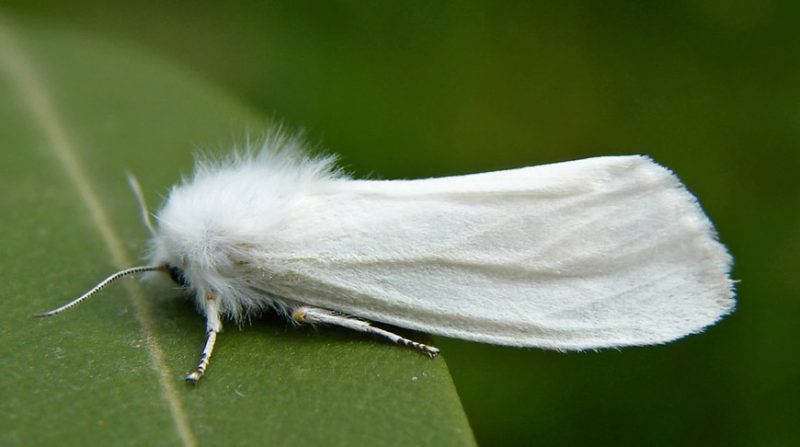 Американская белая бабочка. Иллюстративное фото