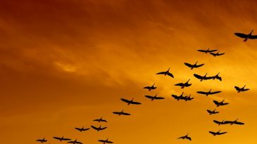 Административка за «запрещенный» водяной знак, возвращение перелетных птиц: Что произошло в Бресте и области 3 января