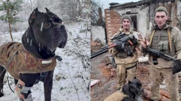 «Соседи относятся к Васе как к герою». История пса, который отгрыз себе лапу и вернулся к украинским военным