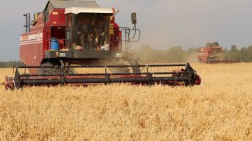В Беларуси продлили запрет на вывоз зерновых. Экономист: Рисков, что беларуское зерно уйдет на экспорт, уже нет