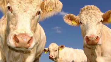 Конкурс красоты, который мы заслужили: в Беларуси выберут самую красивую корову