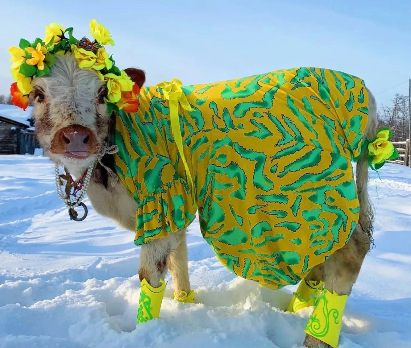 Победительница конкурса коров в Якутии по кличке Мичийэ. Фото: pravilamag.ru