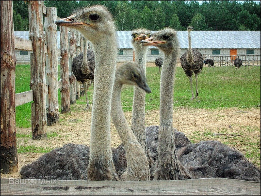 Страусы на страусиной ферме под Брестом. Фото:vash-otdyh.by.