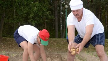Очередной удар под дых картофельному имиджу: Беларусь не входит даже в дюжину мировых экспортеров картофеля