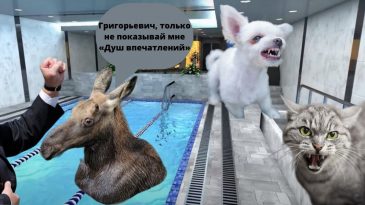 Дворец не для Лукашенко, а для собачек и кошек, дипломатическое сношение вопреки злым языкам: шутки и мемы недели