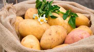 В Беларуси построят инновационное картофелехранилище. За счет средств космической программы и не только 