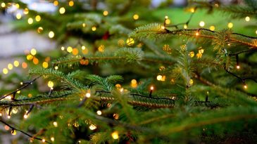 В Речице новогодняя елка простояла с неработающей гирляндой все праздники. Местная районка выяснила причину