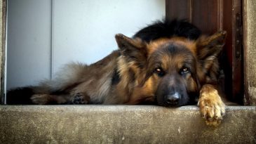 В Пинске агрессивная собака не давала жильцам выйти из квартиры. Ответственные службы решали проблему пять часов