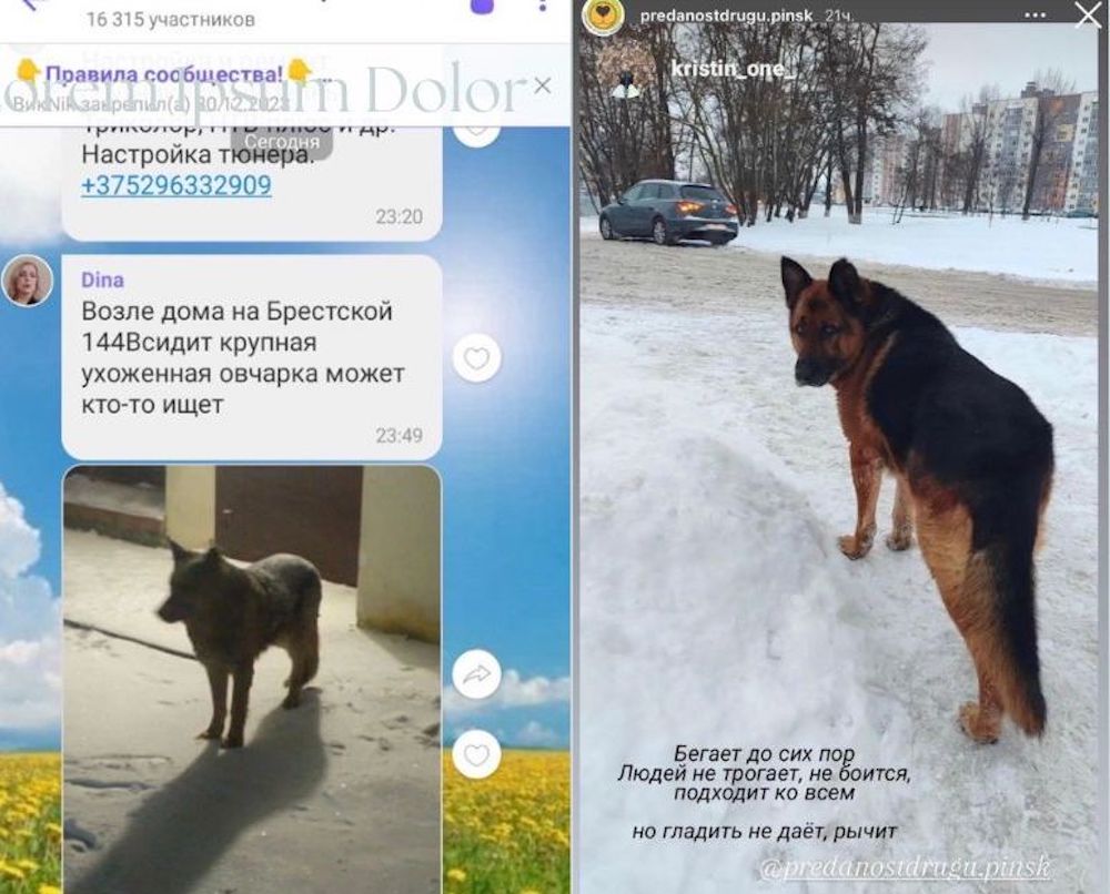 Скриншоты из других соцсетей мессенжеров, где жители Пинска описывали проблему с немецкой овчаркой. Фото: Вконтакте.
