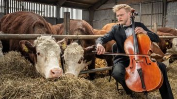 В Столине требуют включить музыку в доильном зале: якобы под нее коровы дают больше молока. Узнали, что про это пишут