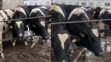 «Это издевательство над коровами»: в TikTok завирусилось видео с фермы в Березовском районе. Чиновники беды не увидели
