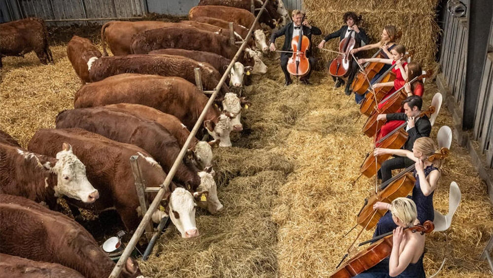 Концерт классической музыки для коров в Дании. Май, 2021 год. Фото: cbc.ca.