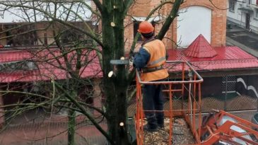 «Имейте хоть малейшее представление»‎: в сети к спору о санитарной обрезке деревьев в Бресте подключился бывший вальщик