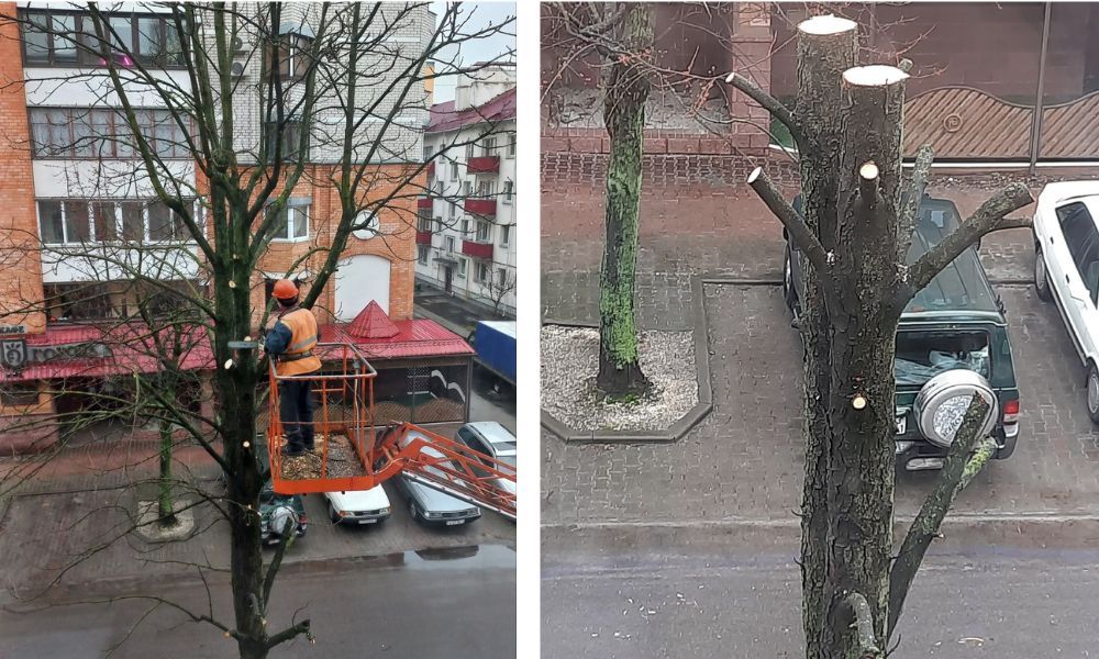 Санитарная обрезка дерева на улице Кирова в Бресте. Февраль 2024 года. Фото:«Вконтакте».