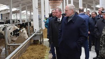 «Корову нужно поставить во дворец». Лукашэнка пачаў прэзідэнцкую кампанію