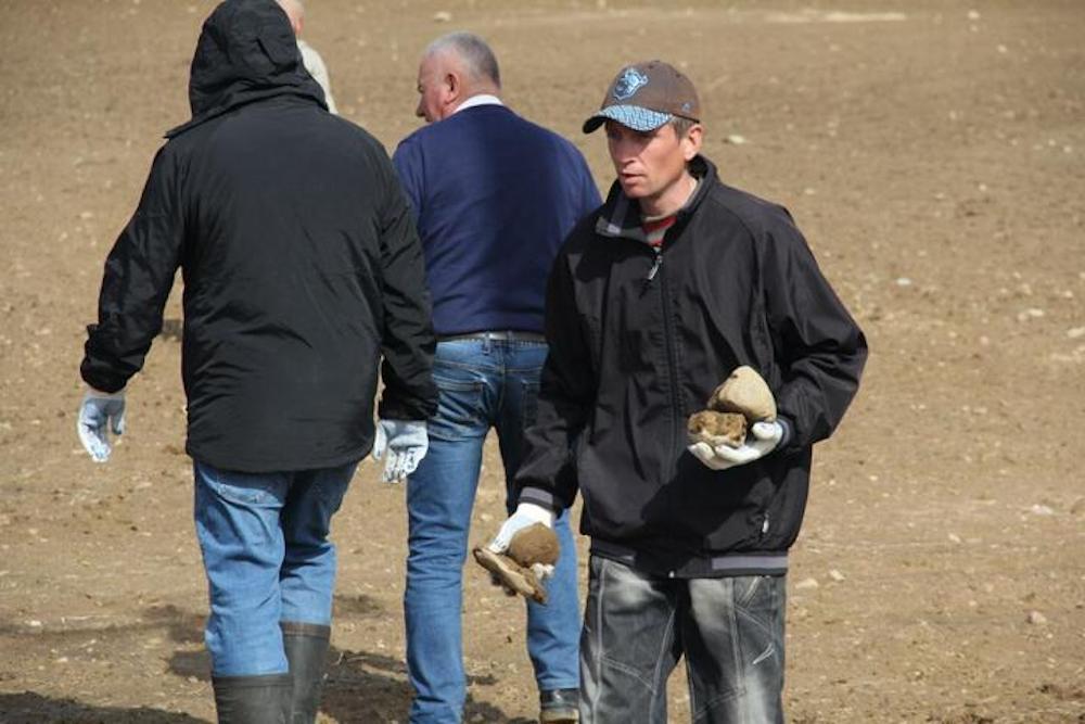 Осужденные на «домашнюю химию» убирают камни с поля под Минском. Фото: pristalica.by.