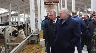 Что снится Лукашенко? Петкевич в ответе за переизбрание, фальшивый сигнал Западу и в доску свой Крутой