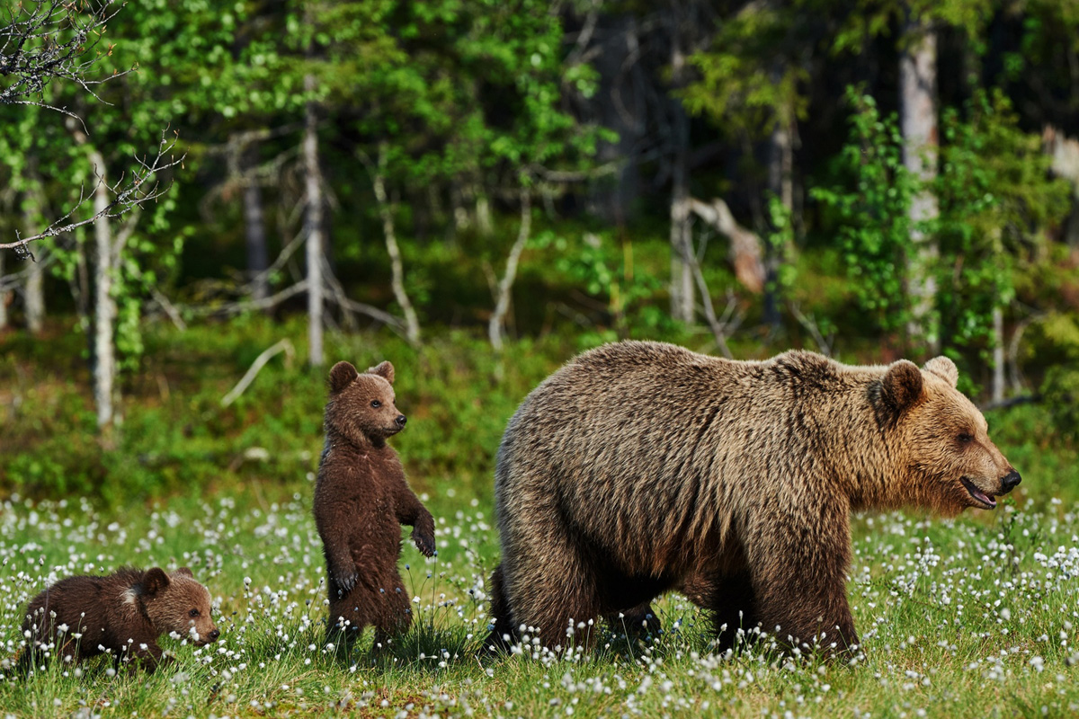Бурый медведь с медвежатами. Фото: grodno.1prof.by.
