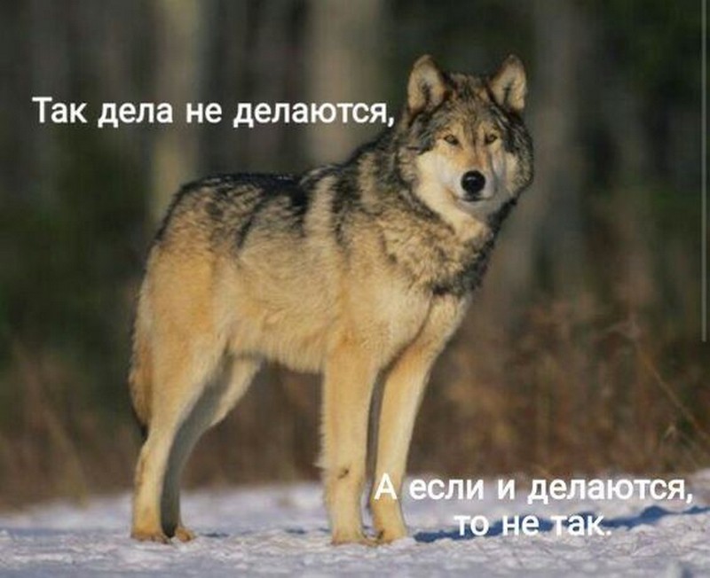 Шутка про стаю волков в Дятловском районе