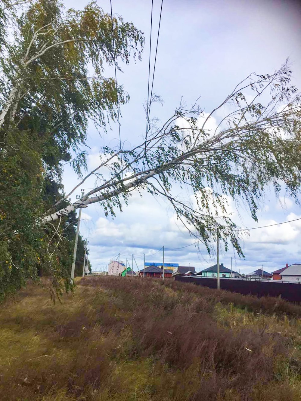 Береза упала на высоковольтную линию в одном из районов Брестчины. 1 июля 2024 года. Фото из соцсетей.