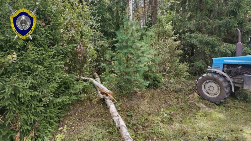 Дерево, которое убило мужчину в Барановичском районе. Фото: Следственный комитет