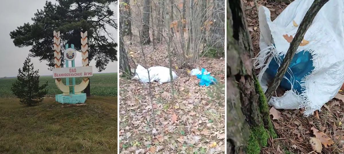 Стихайная свалка возле агрогородка Великое Село в Пружанском районе. Коллаж BGmedia