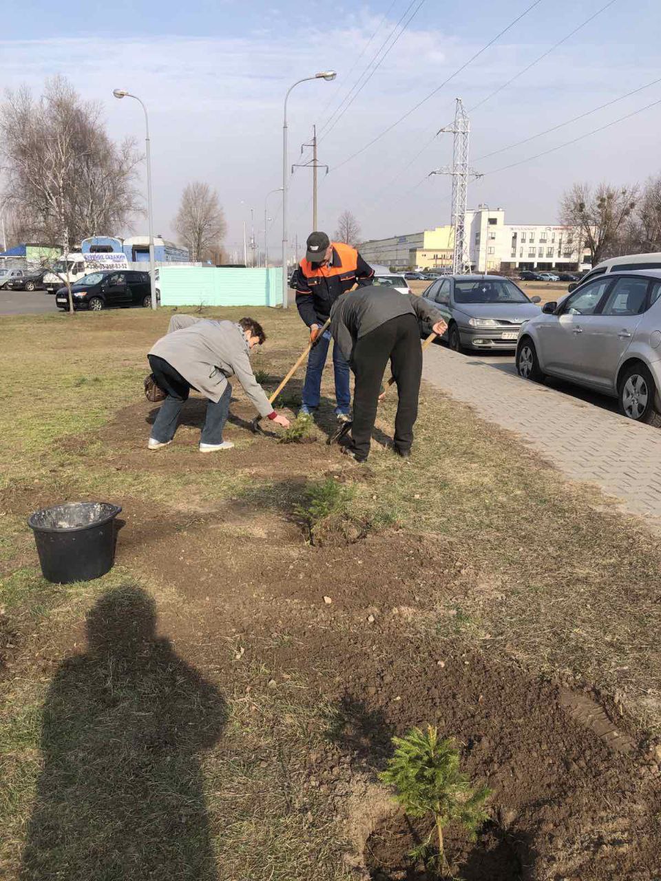 Высадка деревьев на Гродненской в Бресте. Фото: «Любимый Брест».