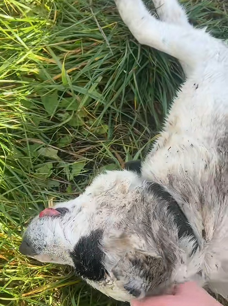 сабака ў траве