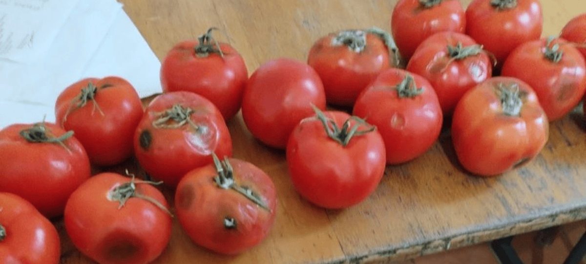 помидоры с признаками гнили