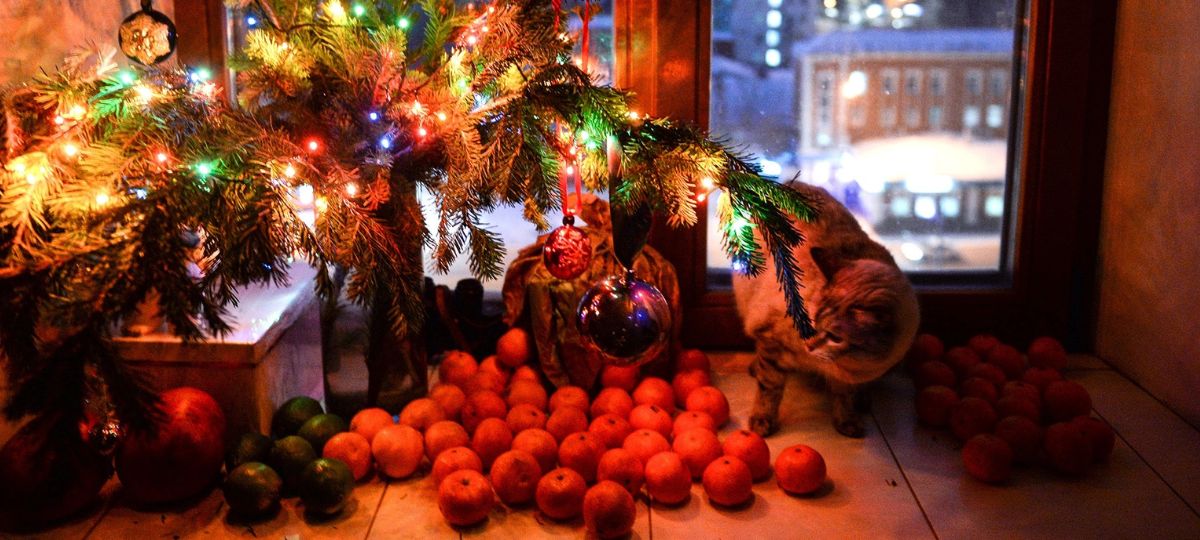 мандарины, Новый год, кот