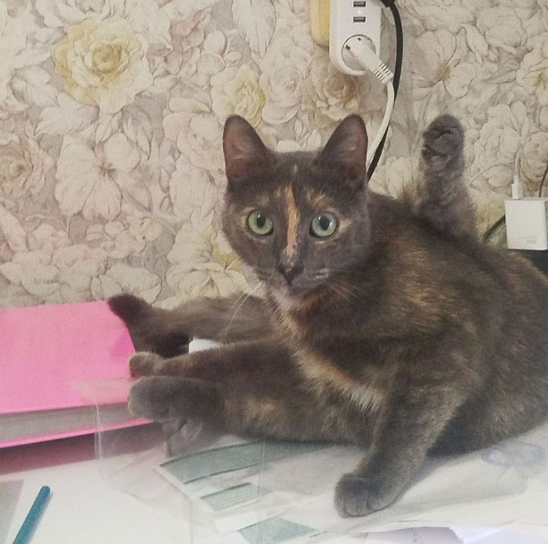 Кошка Ириска, которую закатали в банку и выбросили на улицу несколько месяцев назад. Фото ее хозяйки Карины