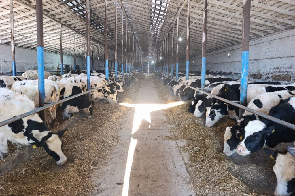 коровы в колхозе