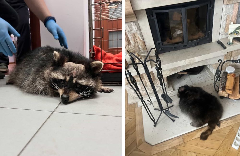 Второй енот, которого забрала из контактного зоопарка «Золотой лев» другая беларуска. 