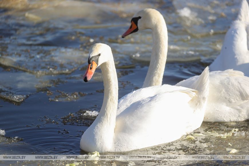Лебеди на набережной Мухавца в Бресте.