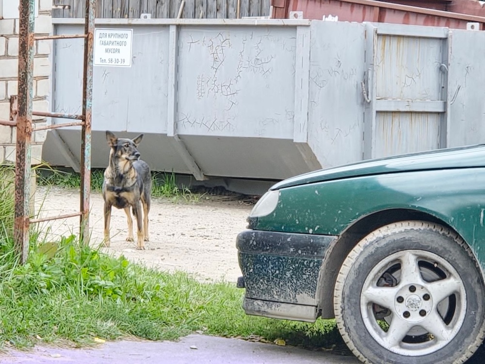 Бездомная собака на мусорном полигоне