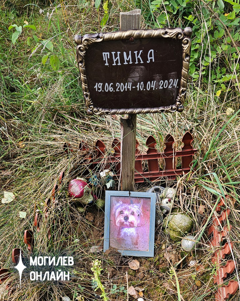 место захоронения щенка 