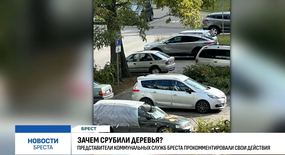 Спиленные деревья на улице Гвардейской в Бресте. Скриншот видео