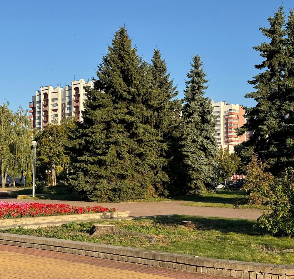 В Солигорске возле бюста Ленину вырубили деревья. Фото из Threads